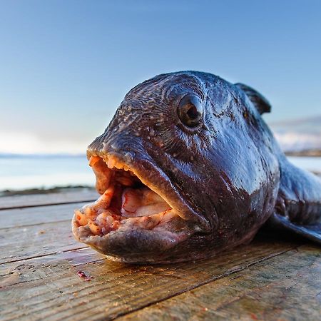 Vikran Vacation: Sea Fishing And Northern Lights Exterior photo